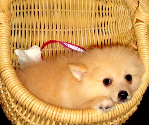 Alban, The German Spitz (3 Month Old)