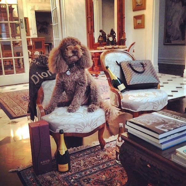Rich Dogs Of Instagram: The Proof That Pups Live Better Than Humans