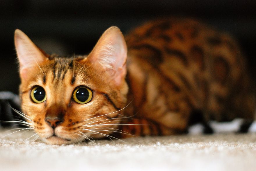 My Photos Of Me Slowly Becoming A Crazy Cat Lady My Photos Of Me Slowly Becoming A Crazy Cat Lady