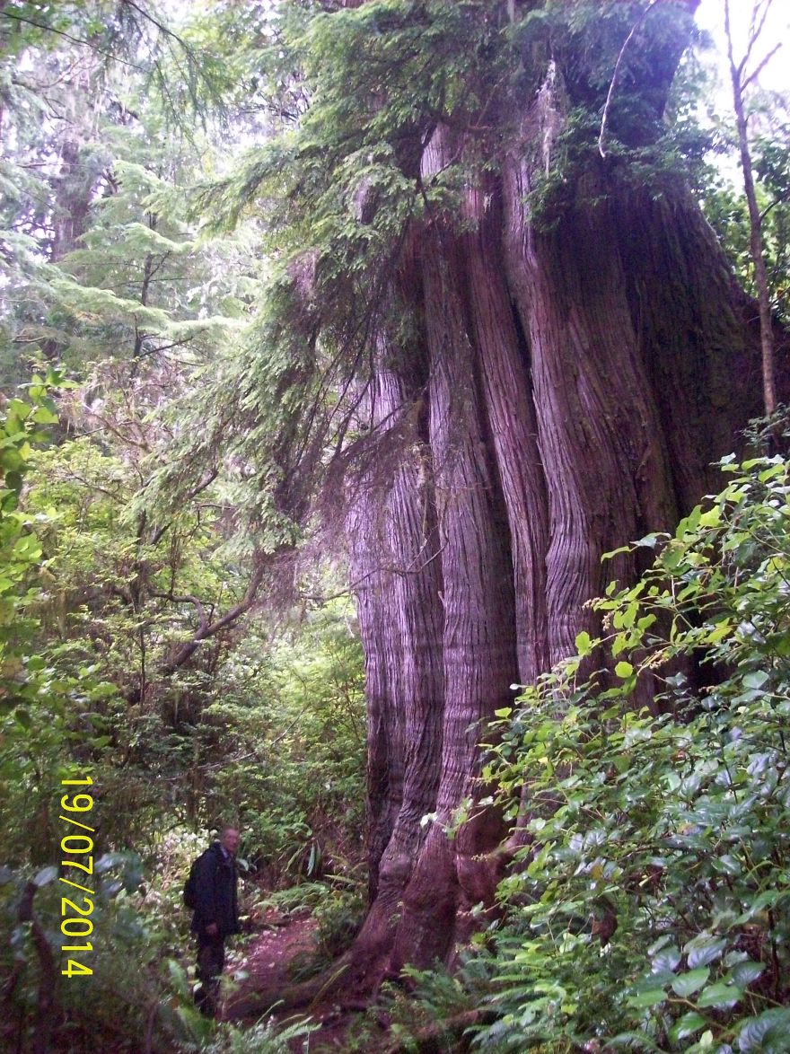 Temperate Rainforest British Columbia Canada