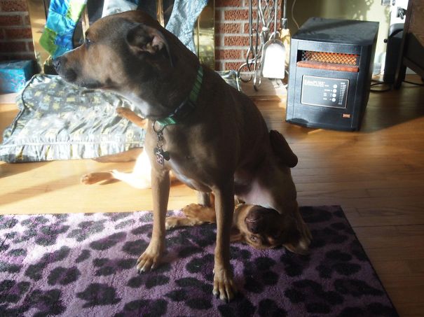 This Is How Davison Tells Desi He's Had Enough Of His Ankle Biting