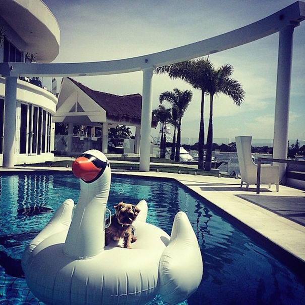 Rich Dogs Of Instagram: The Proof That Pups Live Better Than Humans