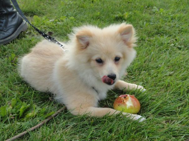 Alban, The German Spitz (9 Month Old, And Eating An Apple?!)