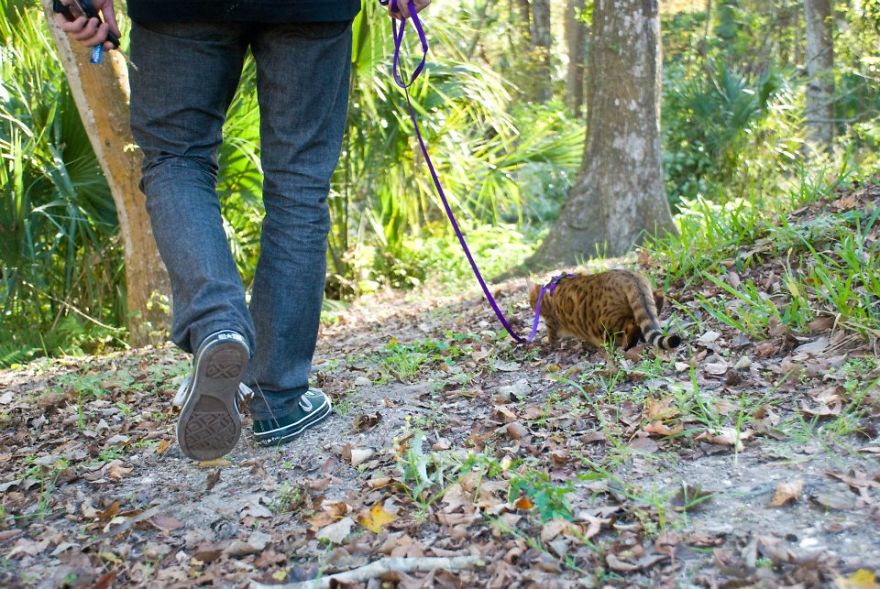 My Photos Of Me Slowly Becoming A Crazy Cat Lady