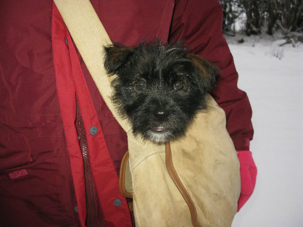 Nice And Warm (tibetan Terrier /westie)