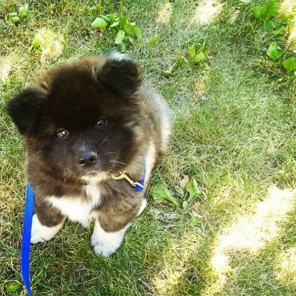 Kuma - Longcoat American Akita