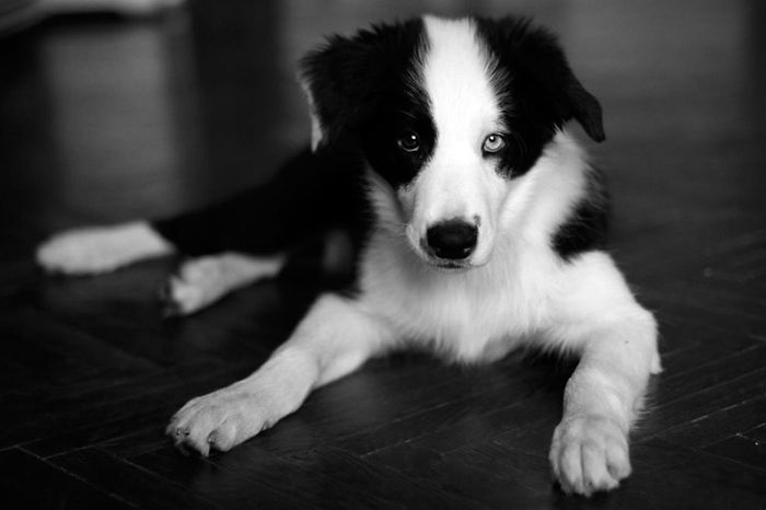 Border Collie