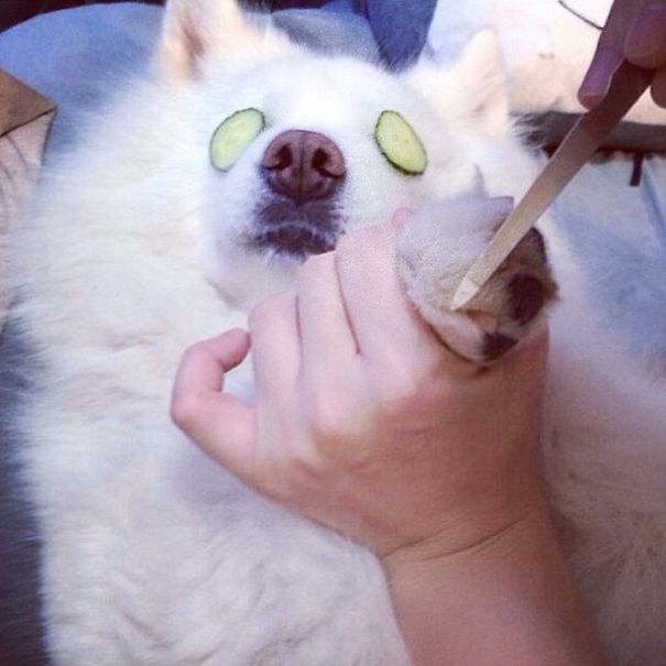 Rich Dogs Of Instagram: The Proof That Pups Live Better Than Humans Rich Dogs Of Instagram: The Proof That Pups Live Better Than Humans