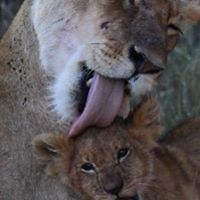 enrica_marchello avatar