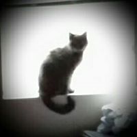 susan_mcgehee avatar