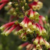 celestegalaxina_freyasdottir avatar