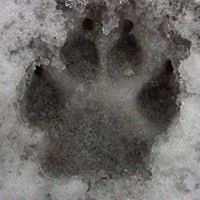 sandrajoelliott avatar