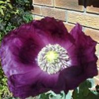 gaye_wells_75 avatar