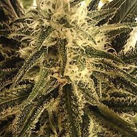 coreymillia420 avatar