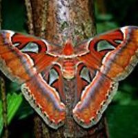 CarmelitayCamilita avatar