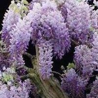 charlotte_wilson_754703 avatar