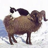 tiriremtirirem avatar