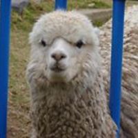 doug_mcabee_5 avatar