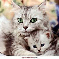 liisapulkkihenry avatar