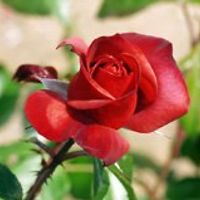 marjorie_schuh_9 avatar