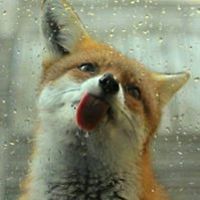 elmire_decourcylys avatar