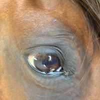 janelizabethwhite avatar