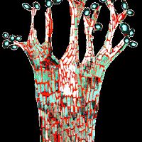 malambimartree avatar