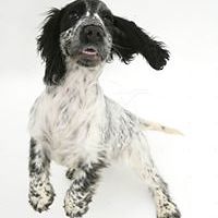 stevie_degree avatar