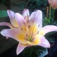 54dbc4ed05522 avatar