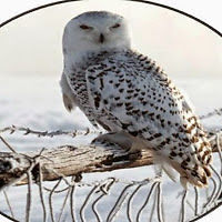 helgakantorek avatar