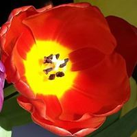 bridget_veldhuis avatar