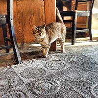 joy_branch_399 avatar