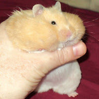 harmlesshamster avatar