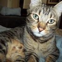 david_isham_39 avatar