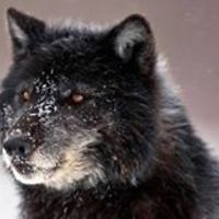 kevinandrew_sinclair avatar