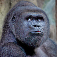 silverbackgorrilla avatar