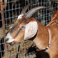 cheryl_bowman_98 avatar