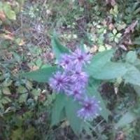 holly_s_newlin avatar