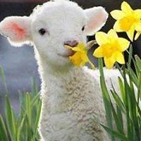 dublin_caramelo avatar