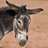 ian_browne_940 avatar