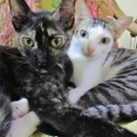 koyel_harrison avatar