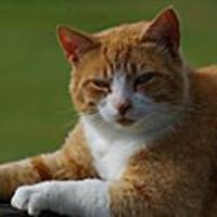 54e6152710325 avatar