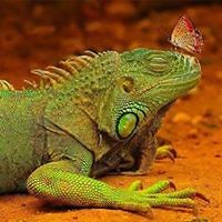 cristina_d_vinci avatar