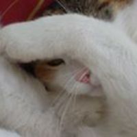 lisa_bjorkponthieu avatar