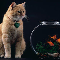 jordangeorgiev avatar