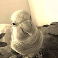 ahjumma_lauff avatar