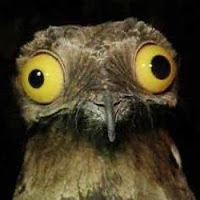 damienmcdallydally avatar