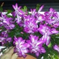 brook_everett_1 avatar