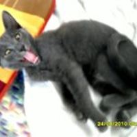 hevilina_rock_roll avatar