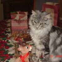 debbie_nestlen avatar